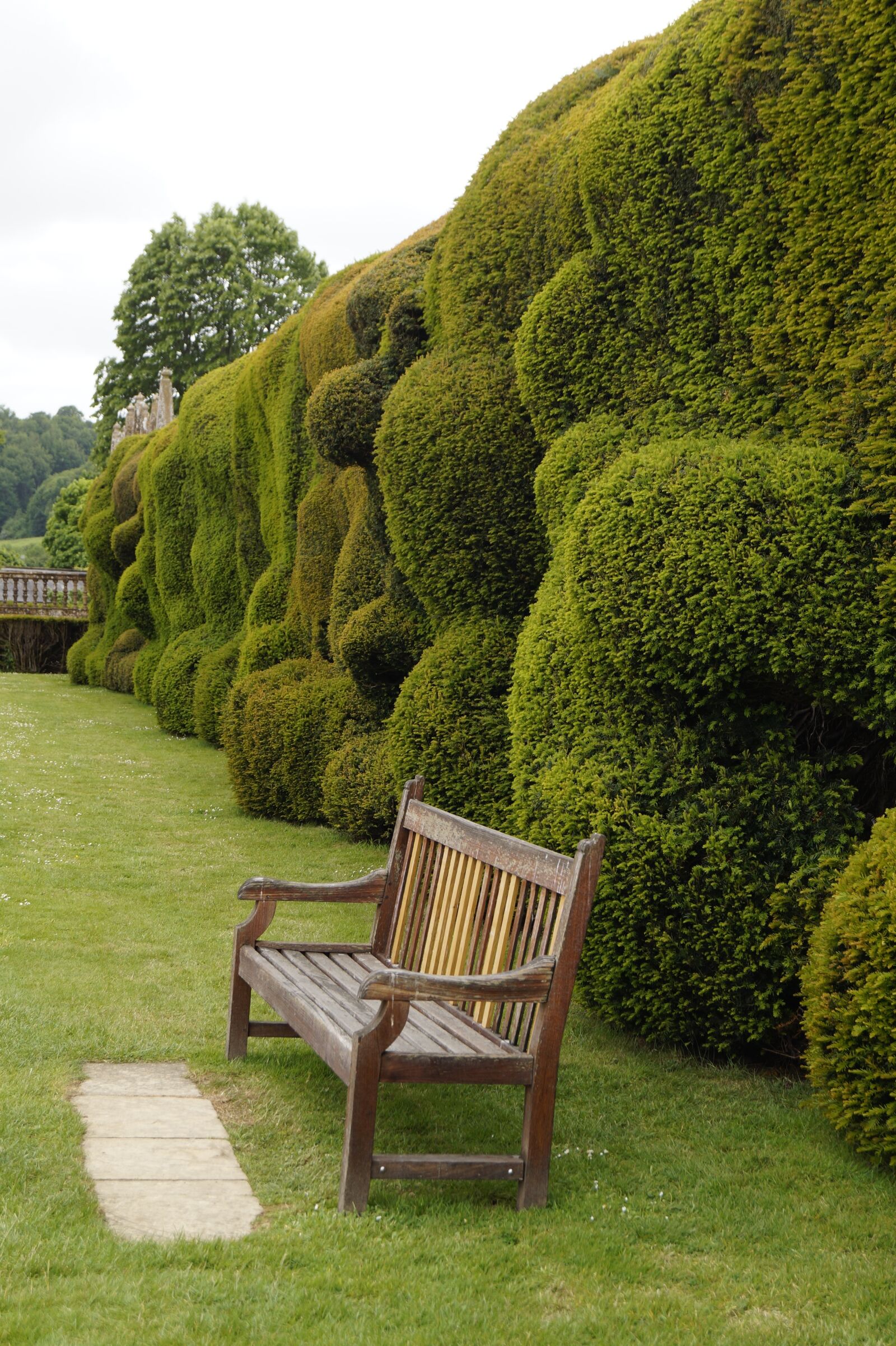 Sony DT 18-55mm F3.5-5.6 SAM II sample photo. Bank, hedge, thuja photography