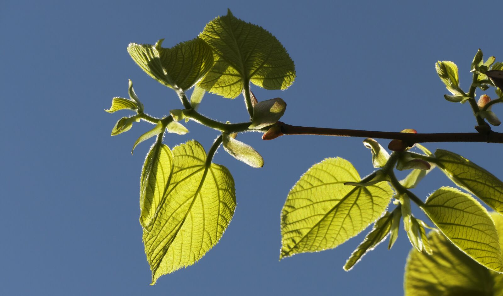 Panasonic Lumix DMC-FZ1000 sample photo. Leaf, tree, branches photography