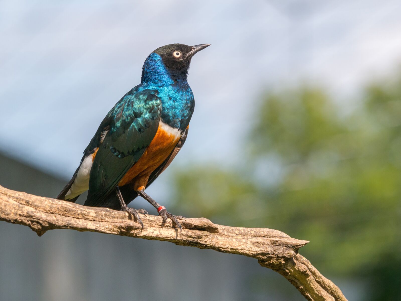 LUMIX G VARIO 100-300/F4.0-5.6II sample photo. Bird, exotic, colorful photography