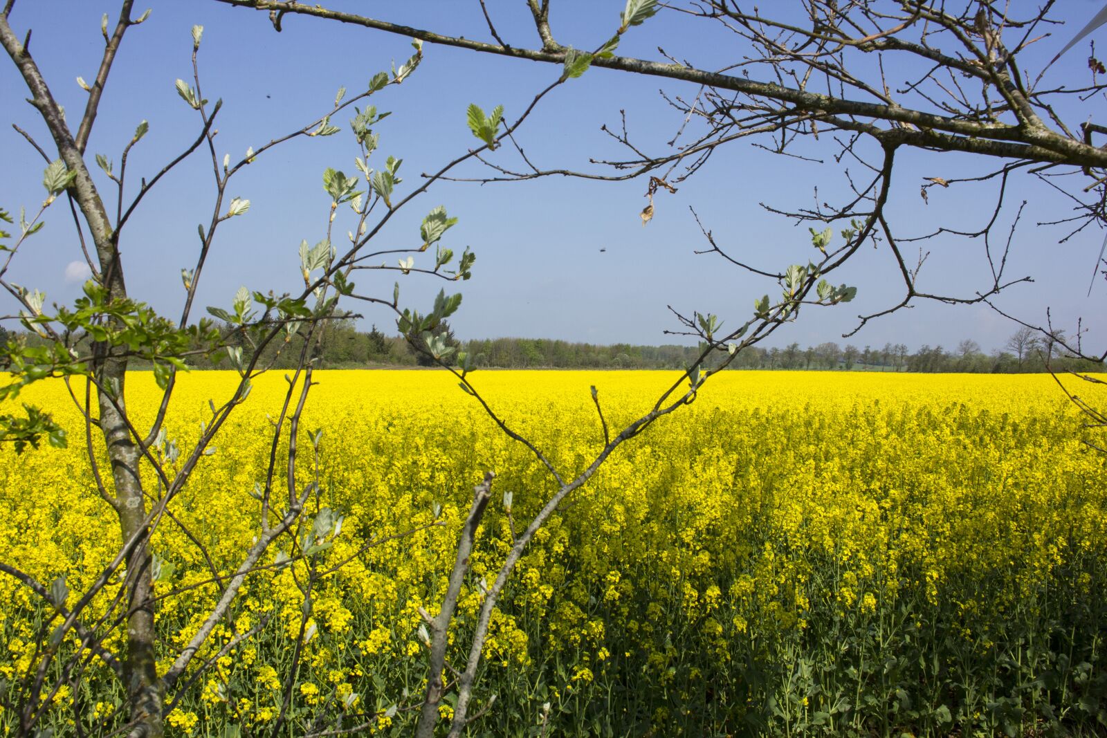 Canon EOS 60D sample photo. Cornfield, yellow, summer photography