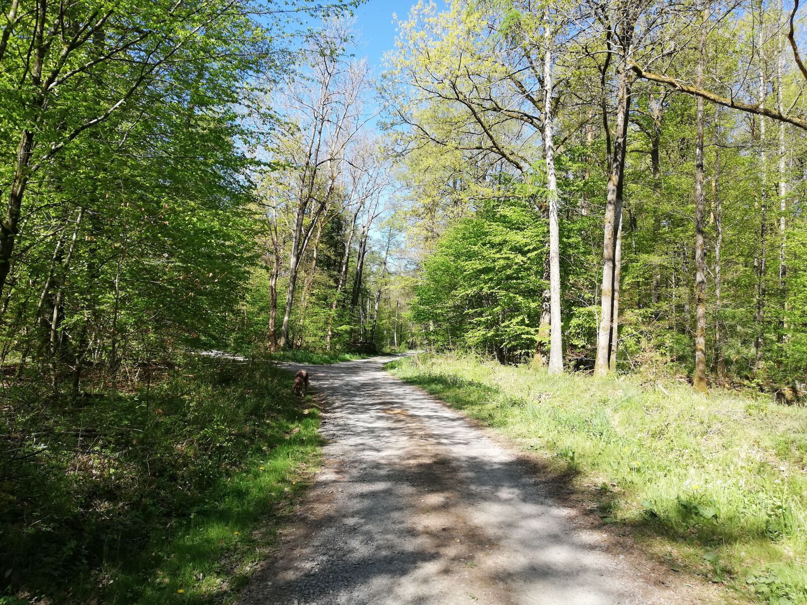 HUAWEI P20 lite sample photo. Nature, forest, walk photography