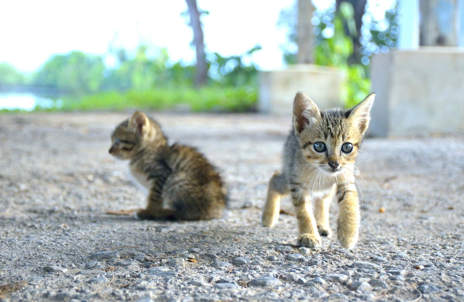 Nikon D5300 sample photo. Animal, animals, cat photography