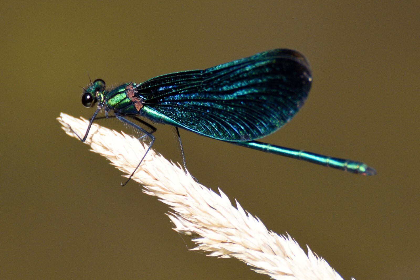 Nikon D7200 sample photo. Dragonfly, insect, macro photography