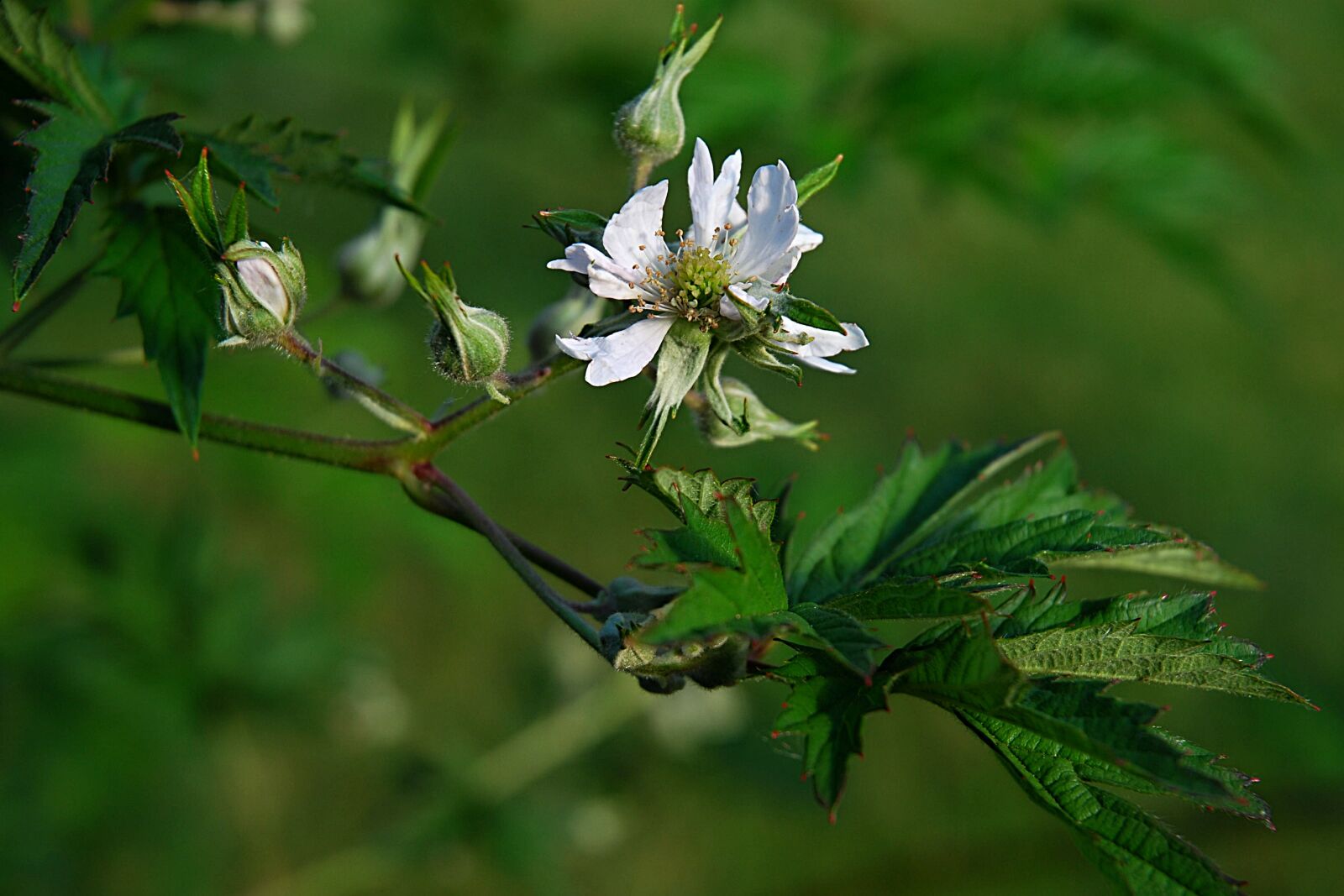 Nikon D80 sample photo. Flower, foliage, plant photography