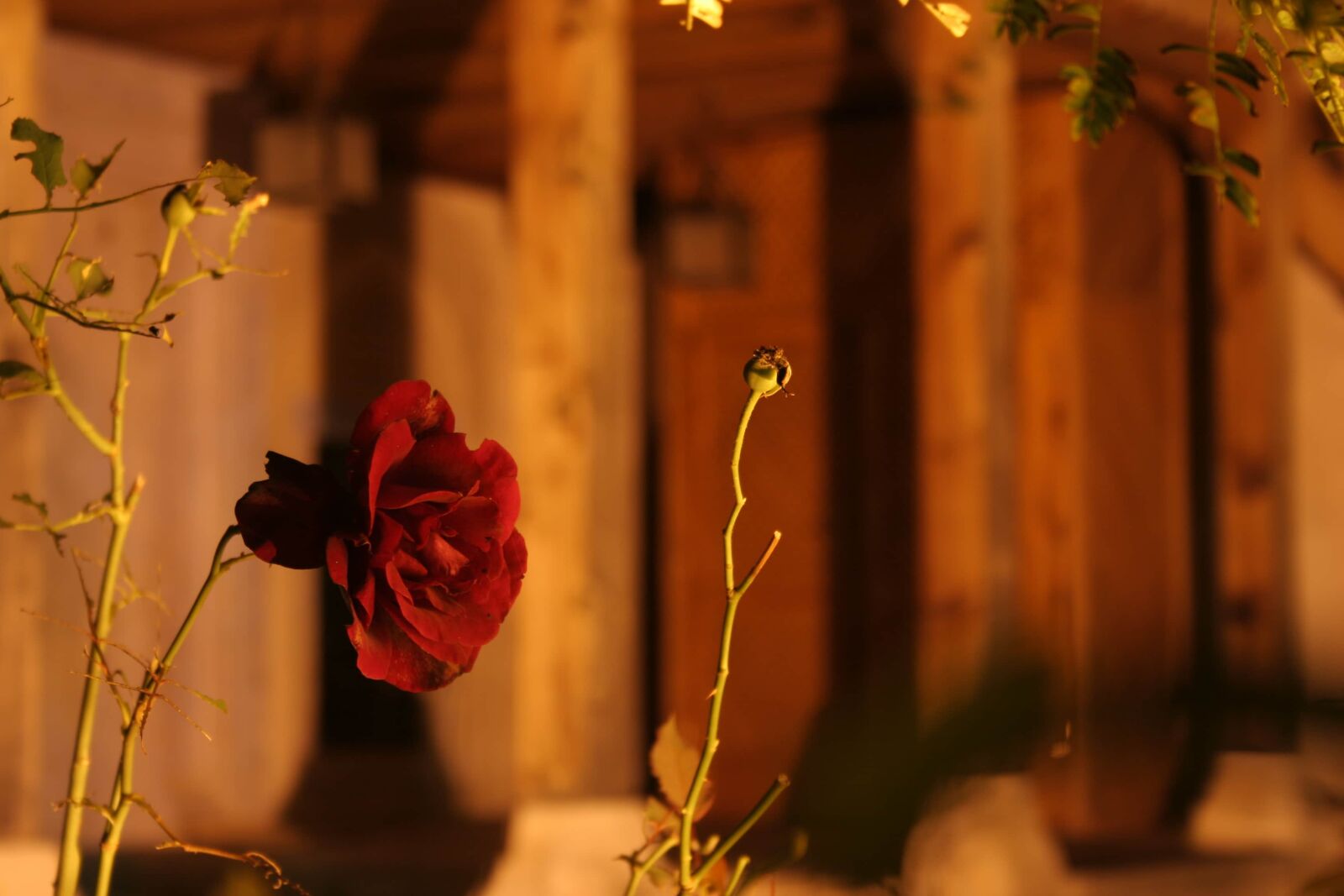 Canon EOS 350D (EOS Digital Rebel XT / EOS Kiss Digital N) sample photo. Branch, hip, rose, sunset photography
