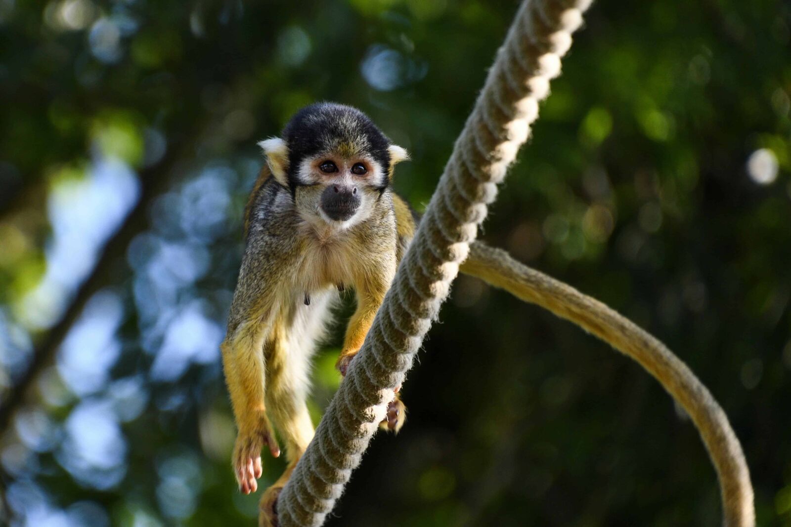 Nikon D500 sample photo. Nature, primate, wildlife, monkey photography