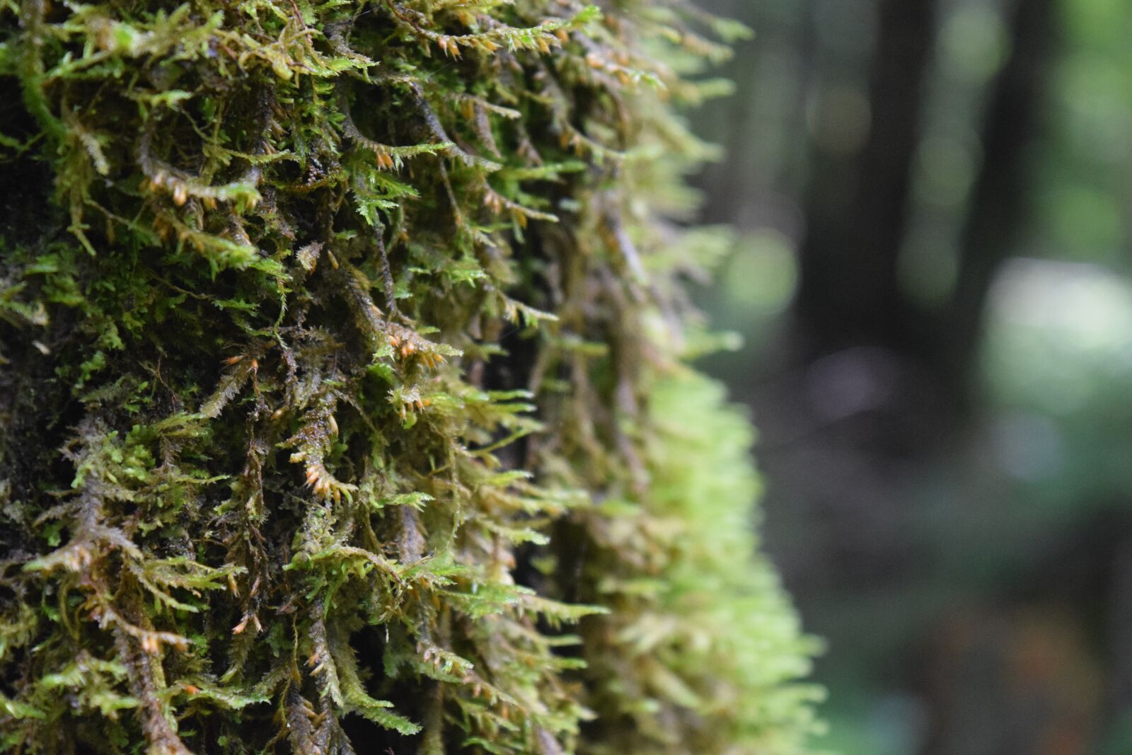 Nikon D3300 sample photo. Moss, nature, tree photography