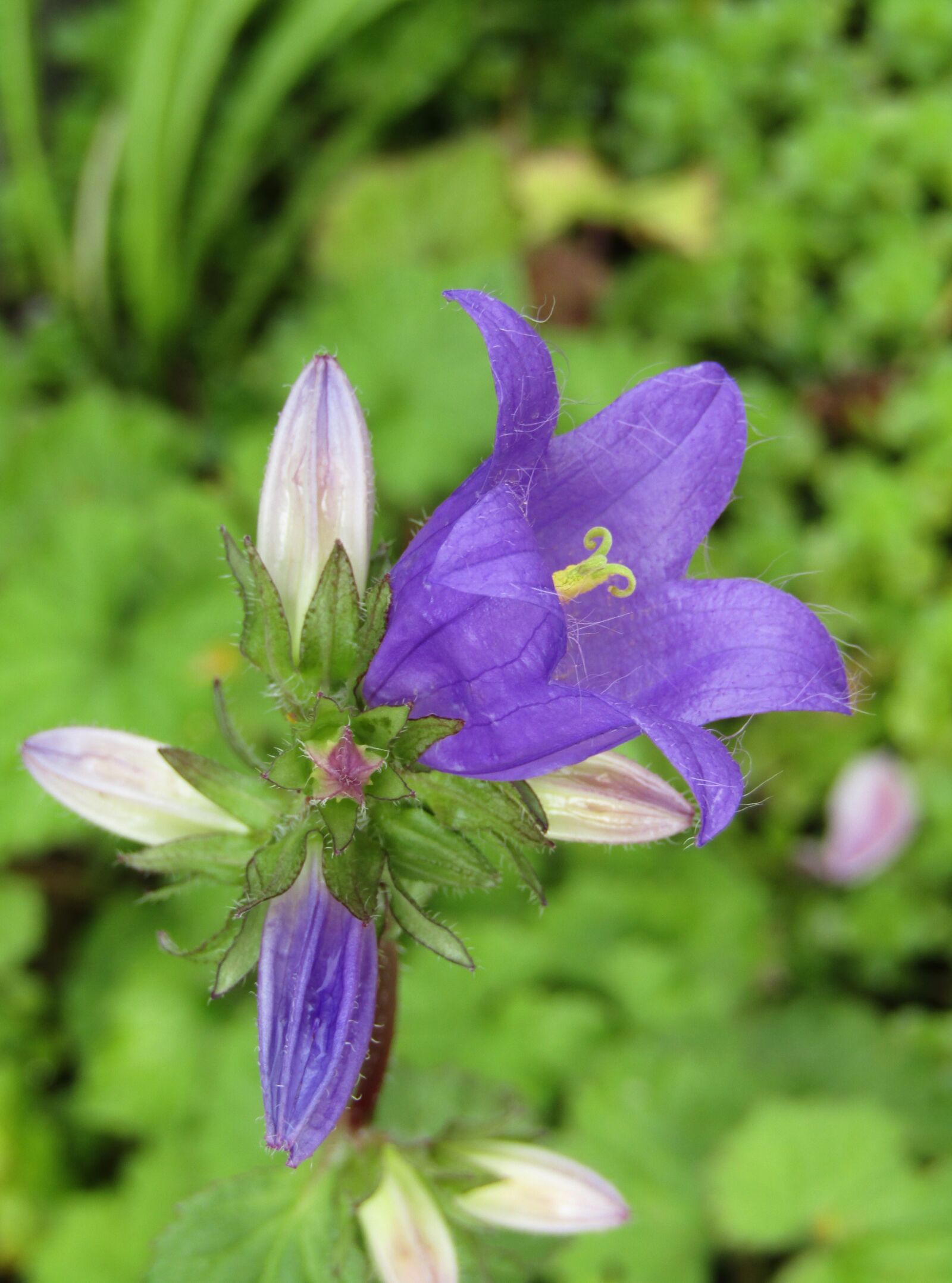 Canon POWERSHOT SX432 IS sample photo. Bellflower, purple, blossom photography