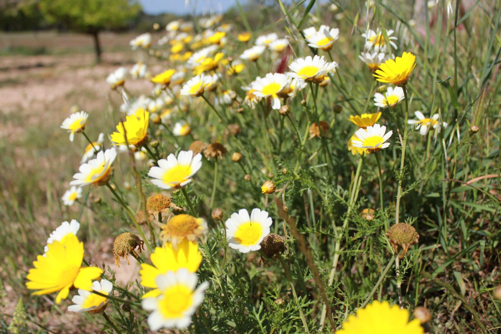 Canon EOS 550D (EOS Rebel T2i / EOS Kiss X4) sample photo. Daisies, garden, floral photography