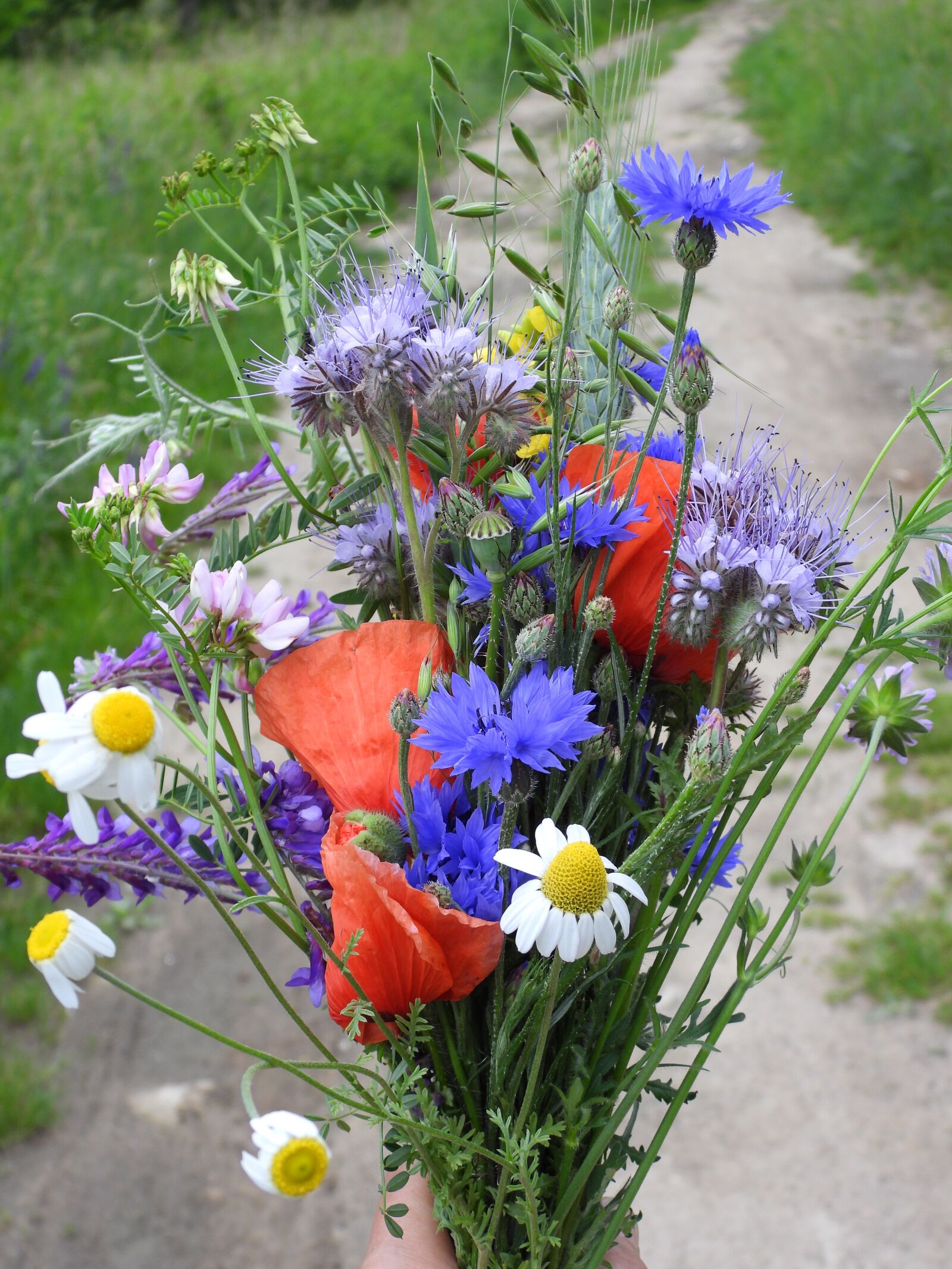 Nikon Coolpix P1000 sample photo. A bouquet of wild photography