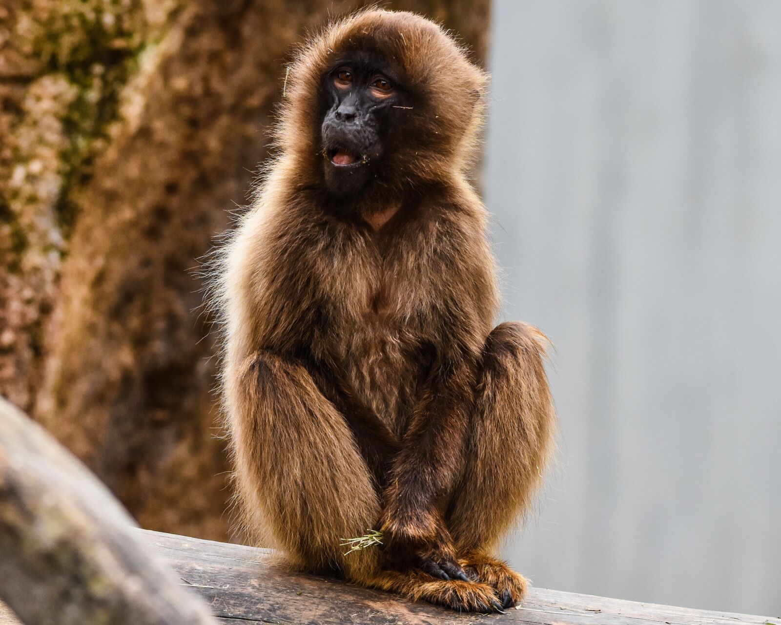 Nikon D7200 sample photo. Monkey, zoo, wilhelma photography