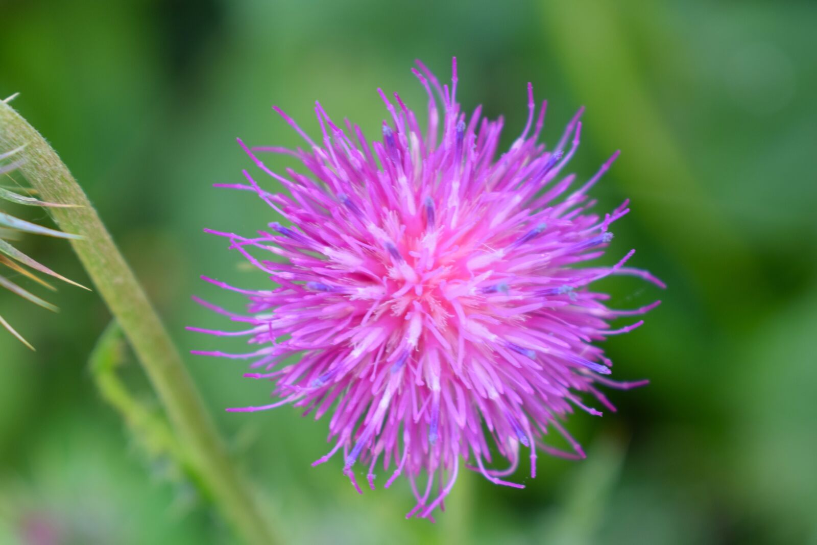 Nikon D3300 sample photo. Thistle, blossom, purple photography