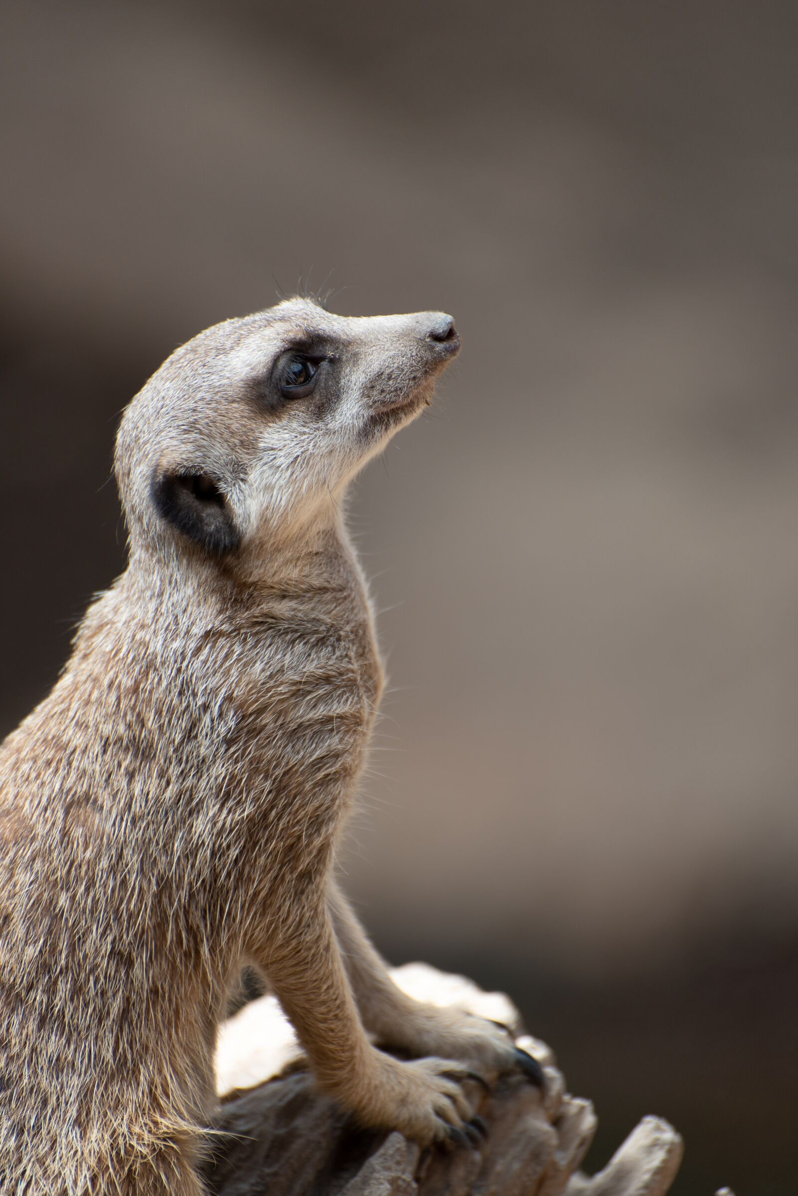 Nikon D750 sample photo. Meerkat, zoo, luxembourg photography