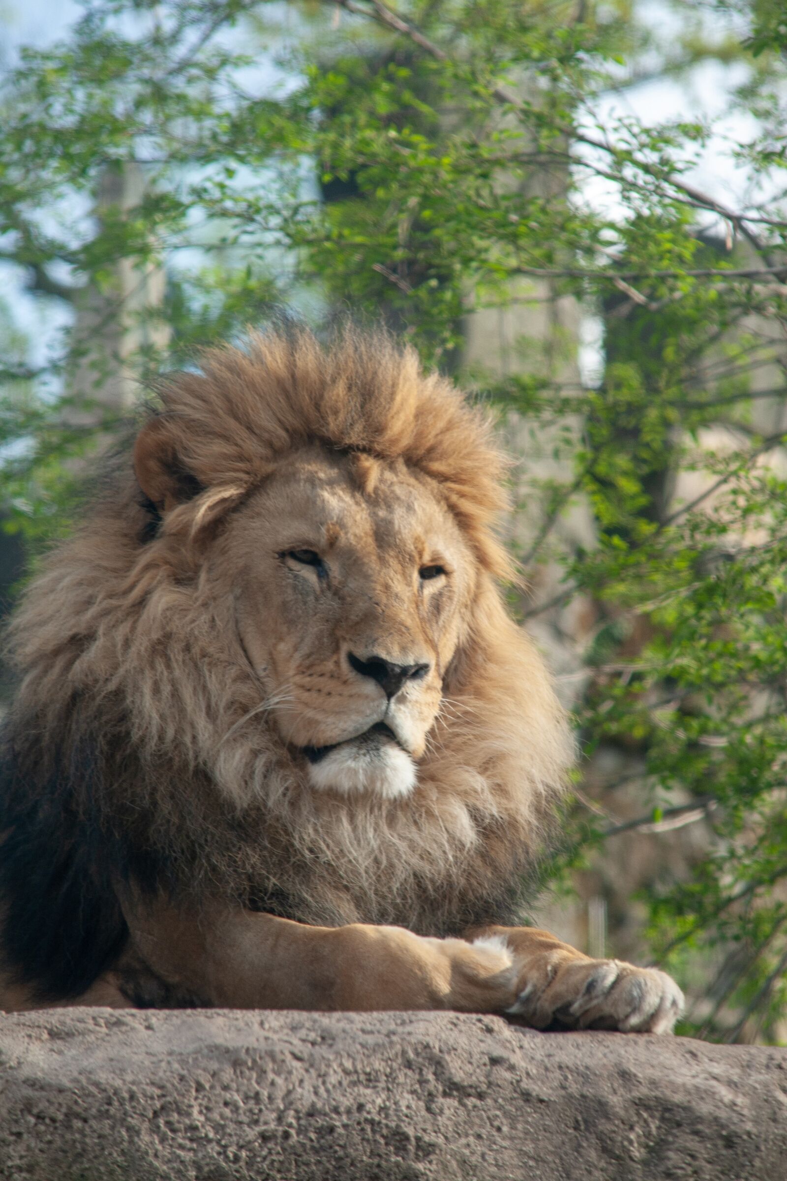 Canon EOS 400D (EOS Digital Rebel XTi / EOS Kiss Digital X) sample photo. Lion, animal, dresden photography