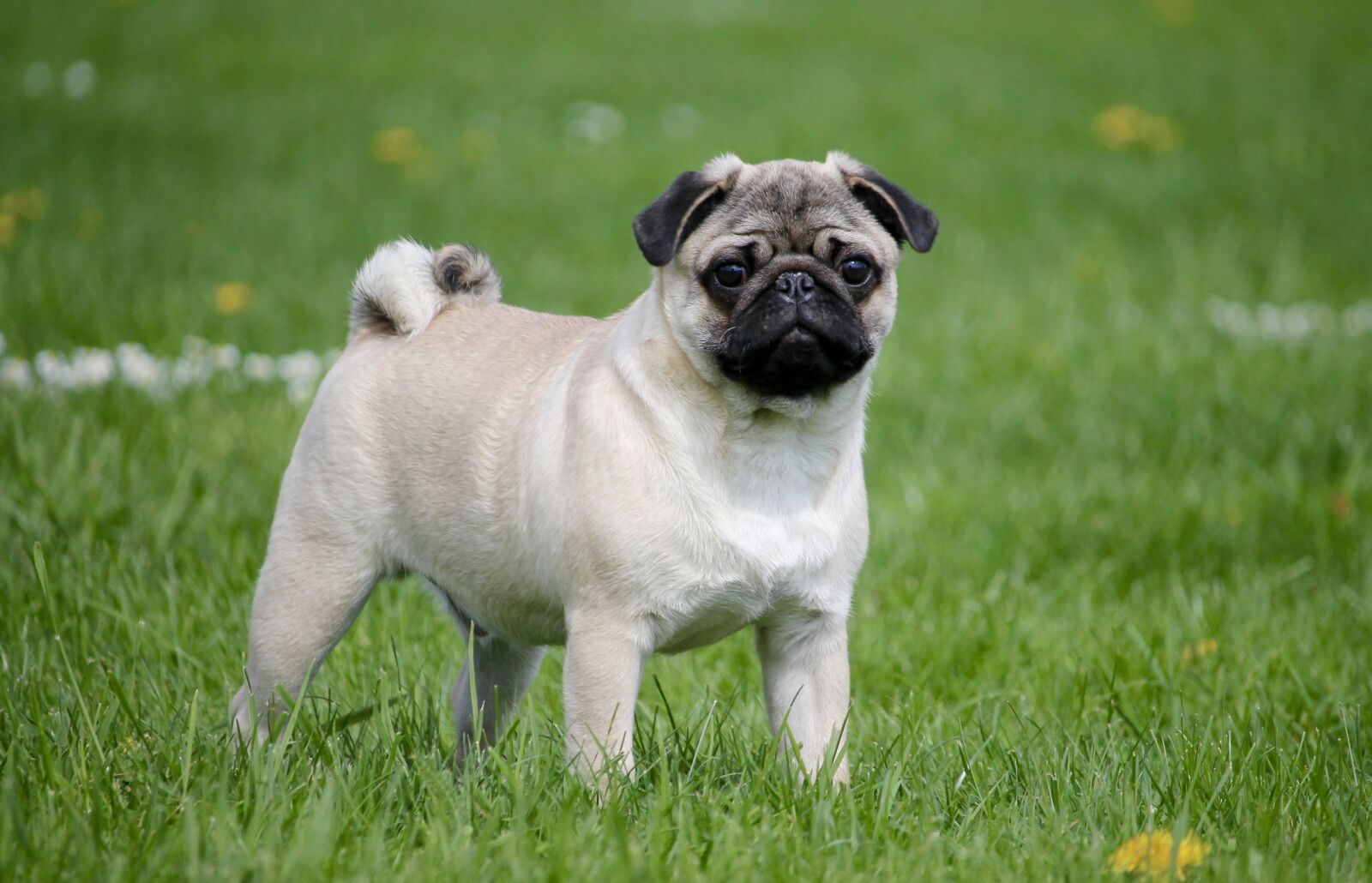 Canon EF-S 55-250mm F4-5.6 IS STM sample photo. Pug, meadow, dog photography