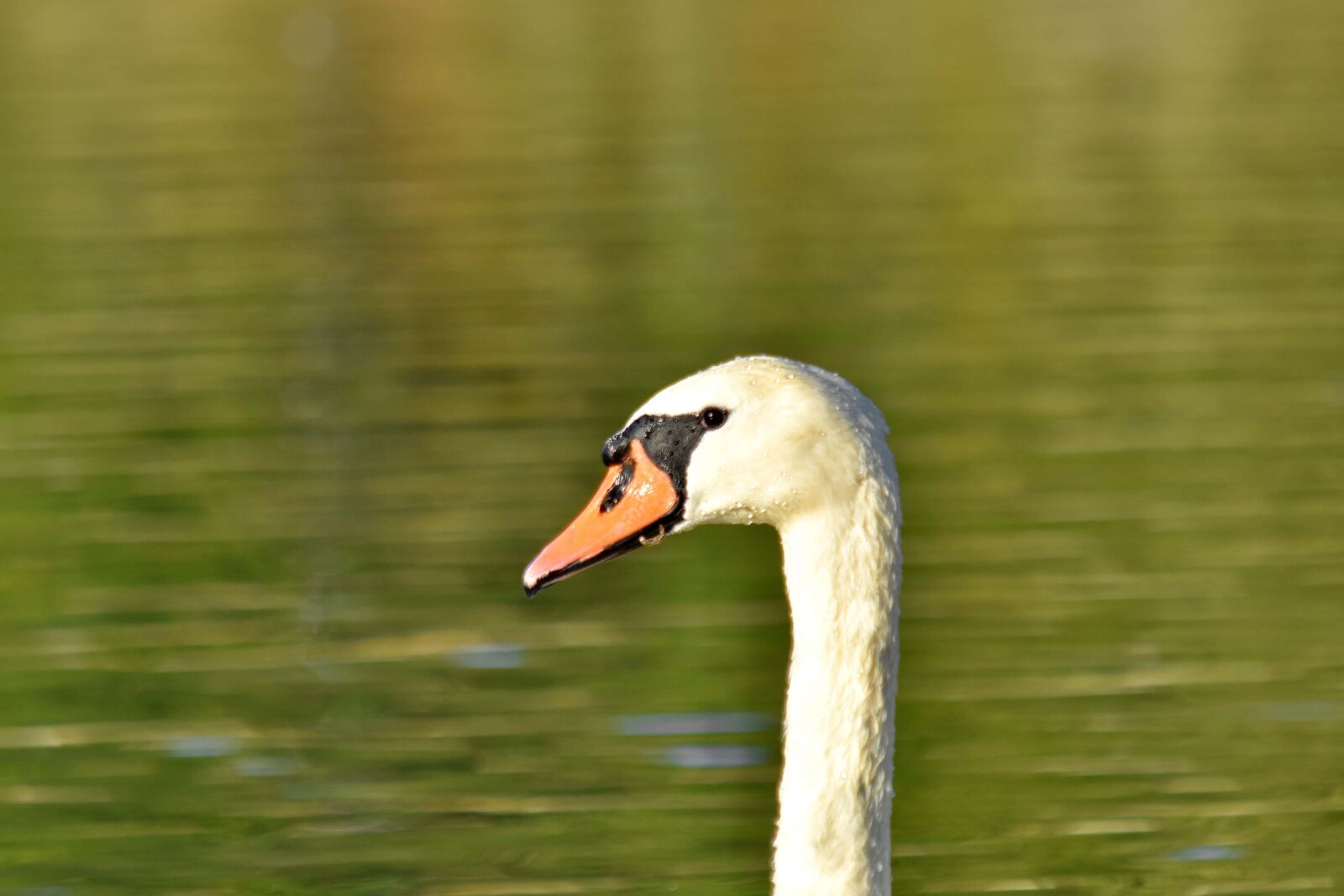 Nikon D5500 sample photo. Alone, bird, neck, swan photography