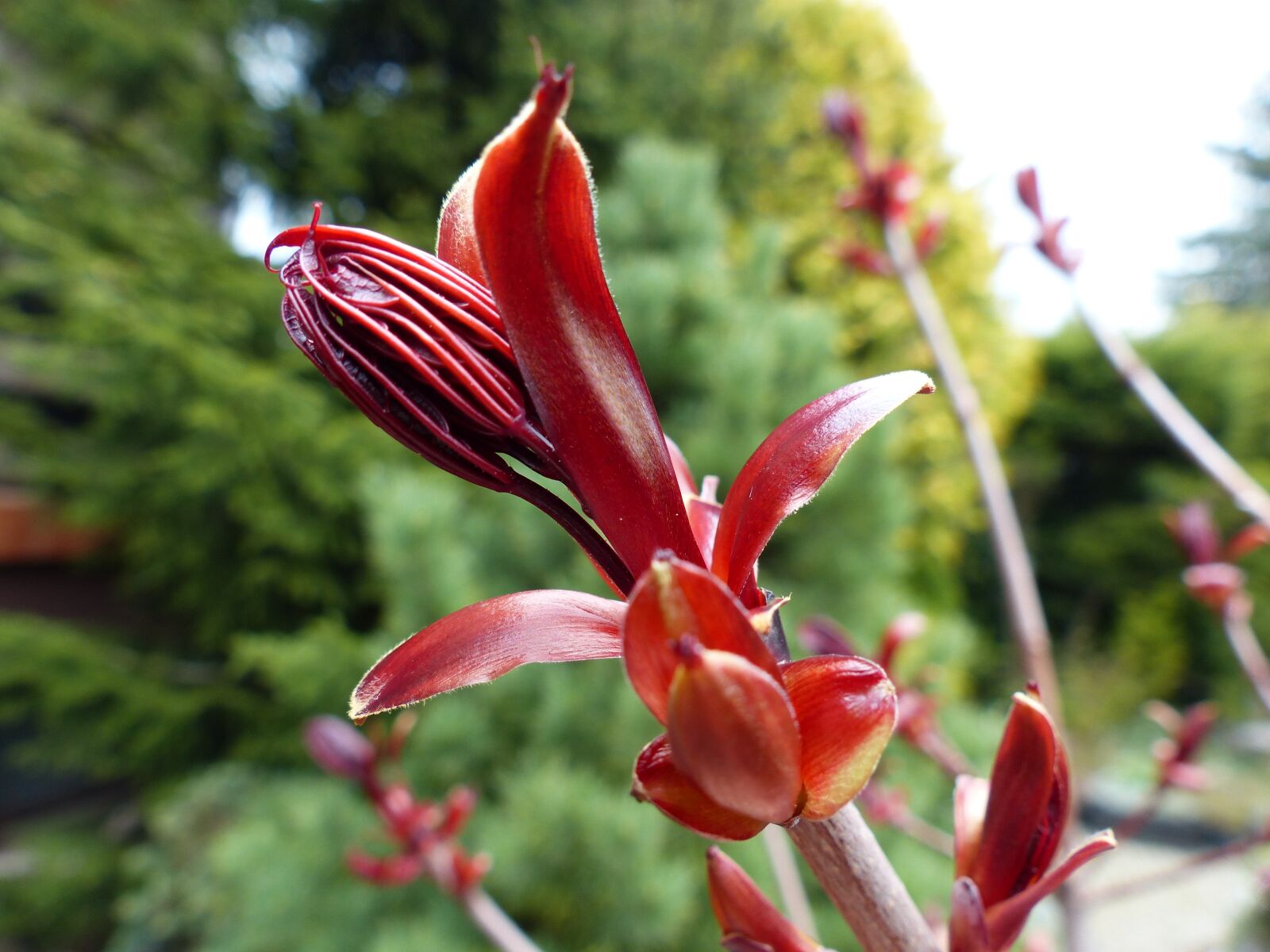 Panasonic Lumix DMC-FZ200 sample photo. Foliage, spring, red photography