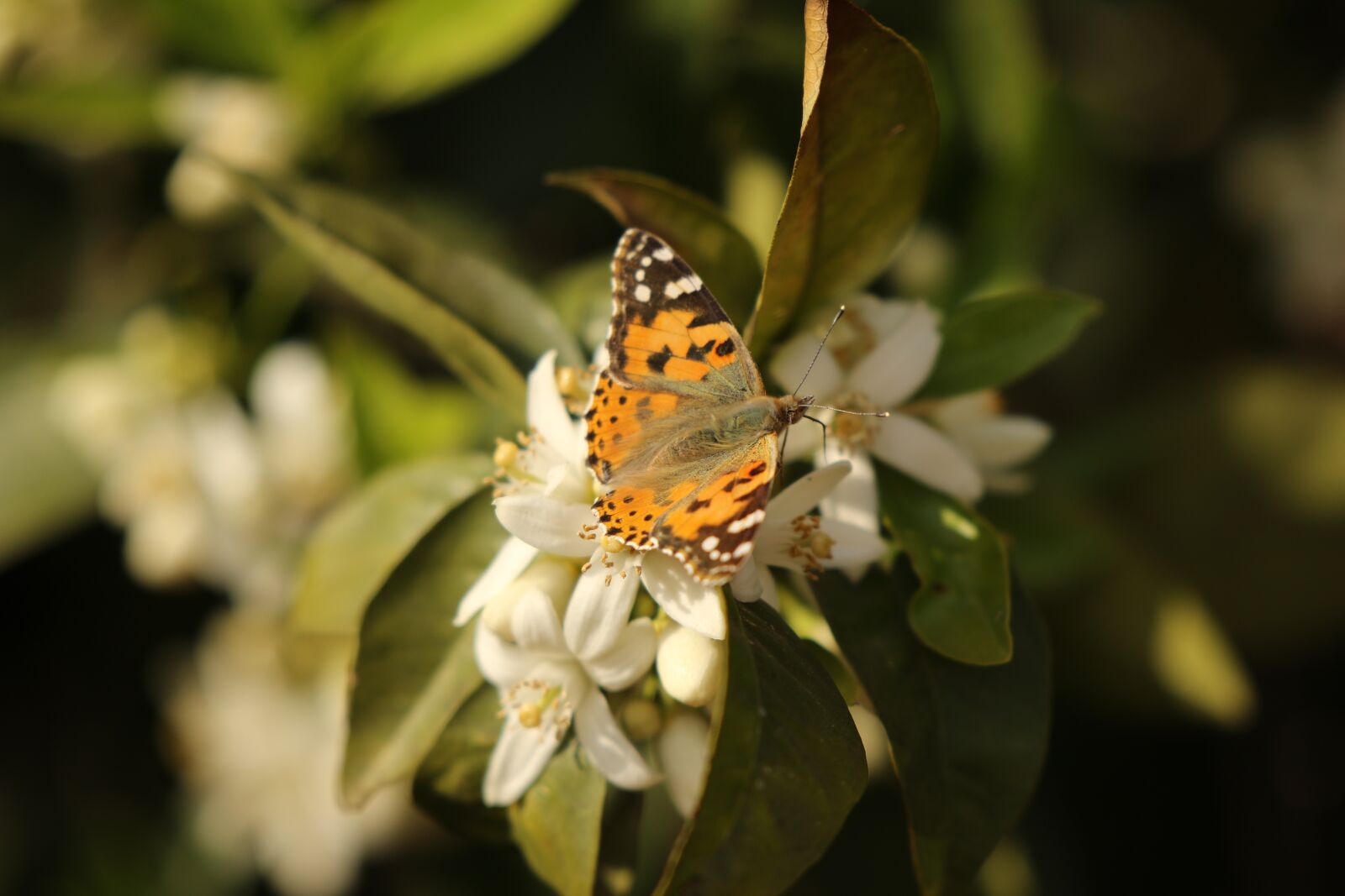 Canon EOS 7D Mark II sample photo. Butterfly, insect, vanessa photography