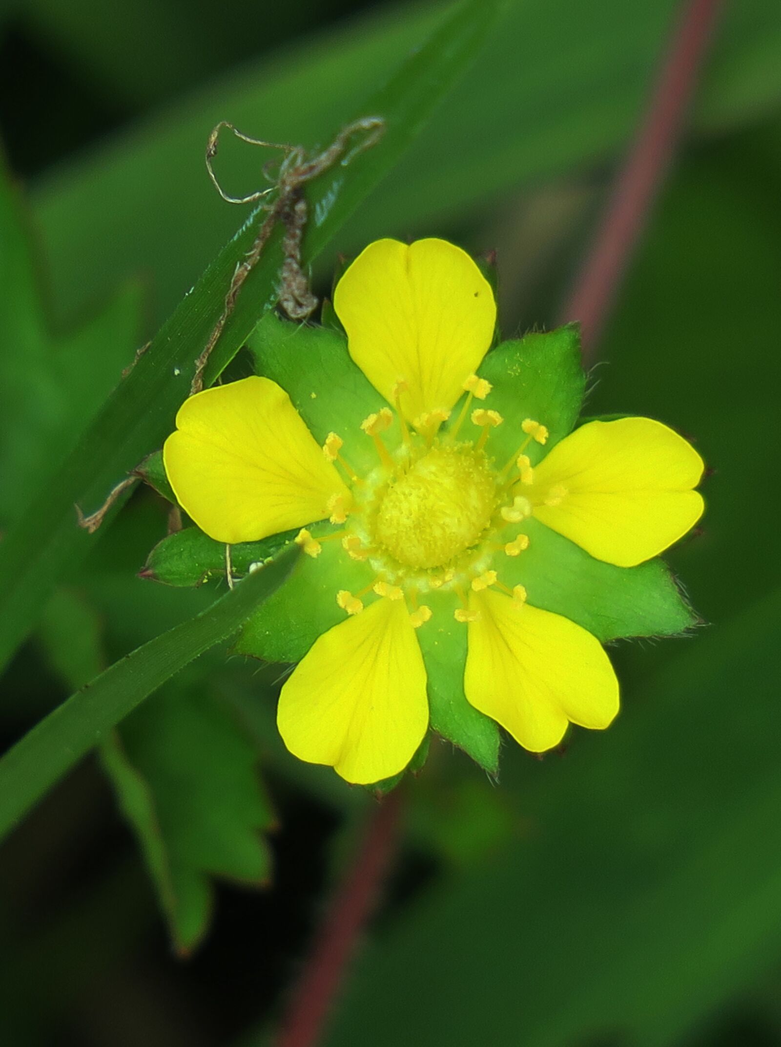 Canon PowerShot G3 X sample photo. Nature, flower, plant photography