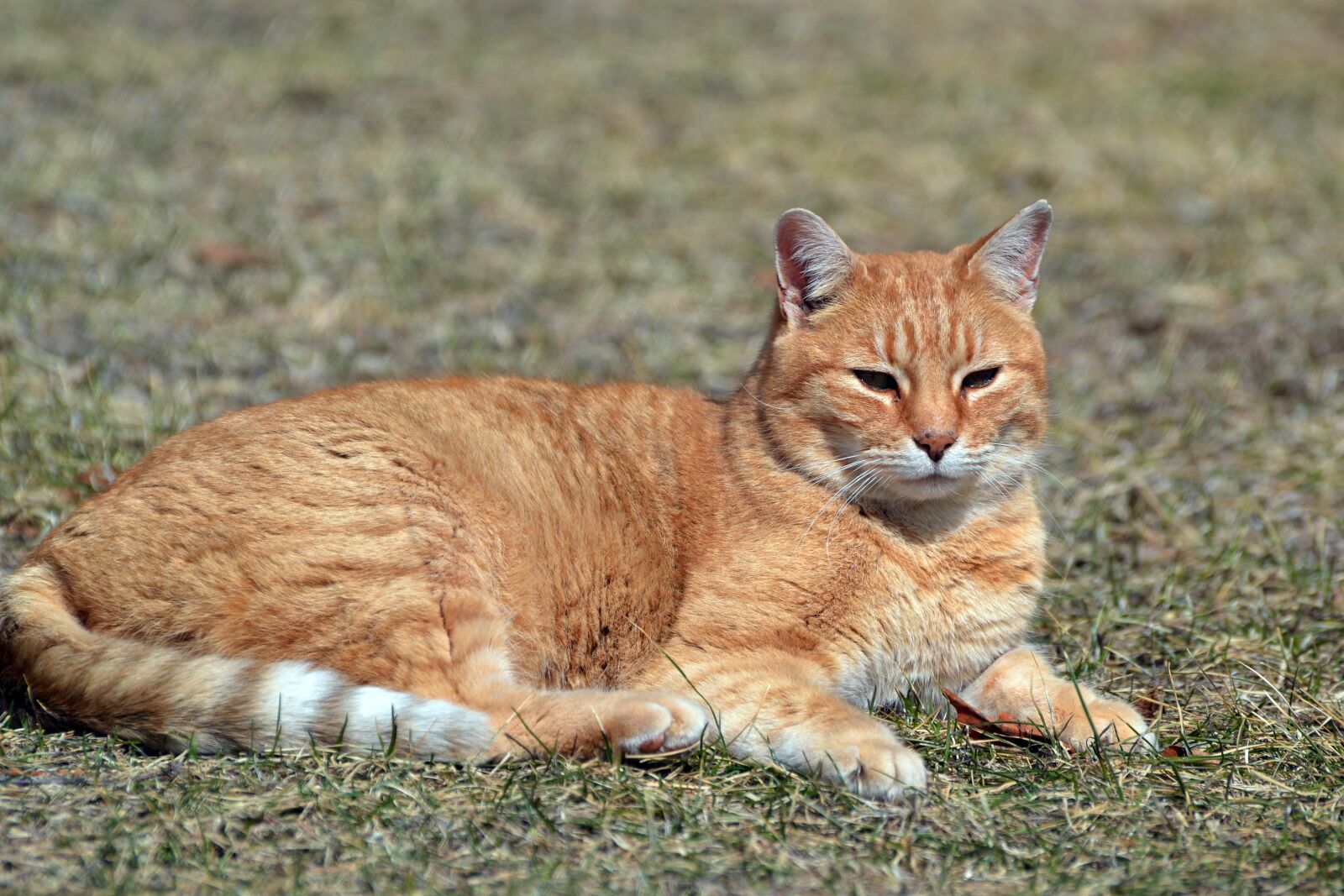 Nikon D3100 sample photo. Cat, tabby, animal photography