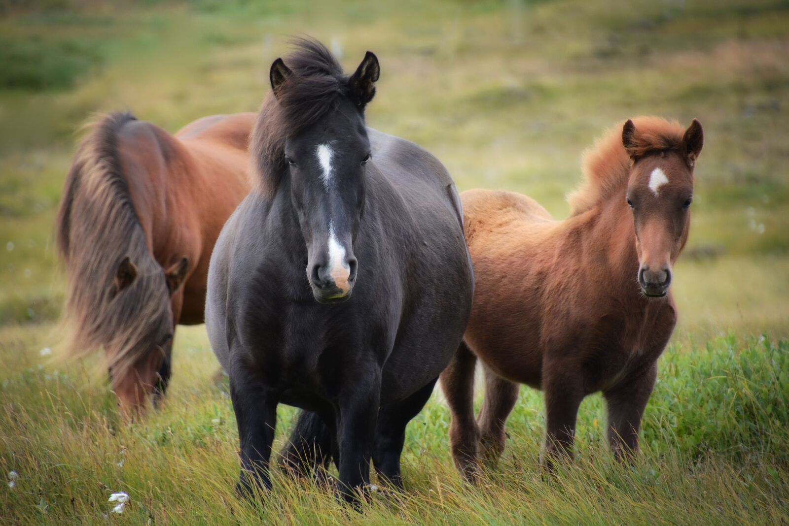 Nikon D7100 sample photo. Iceland, iceland horse, horse photography