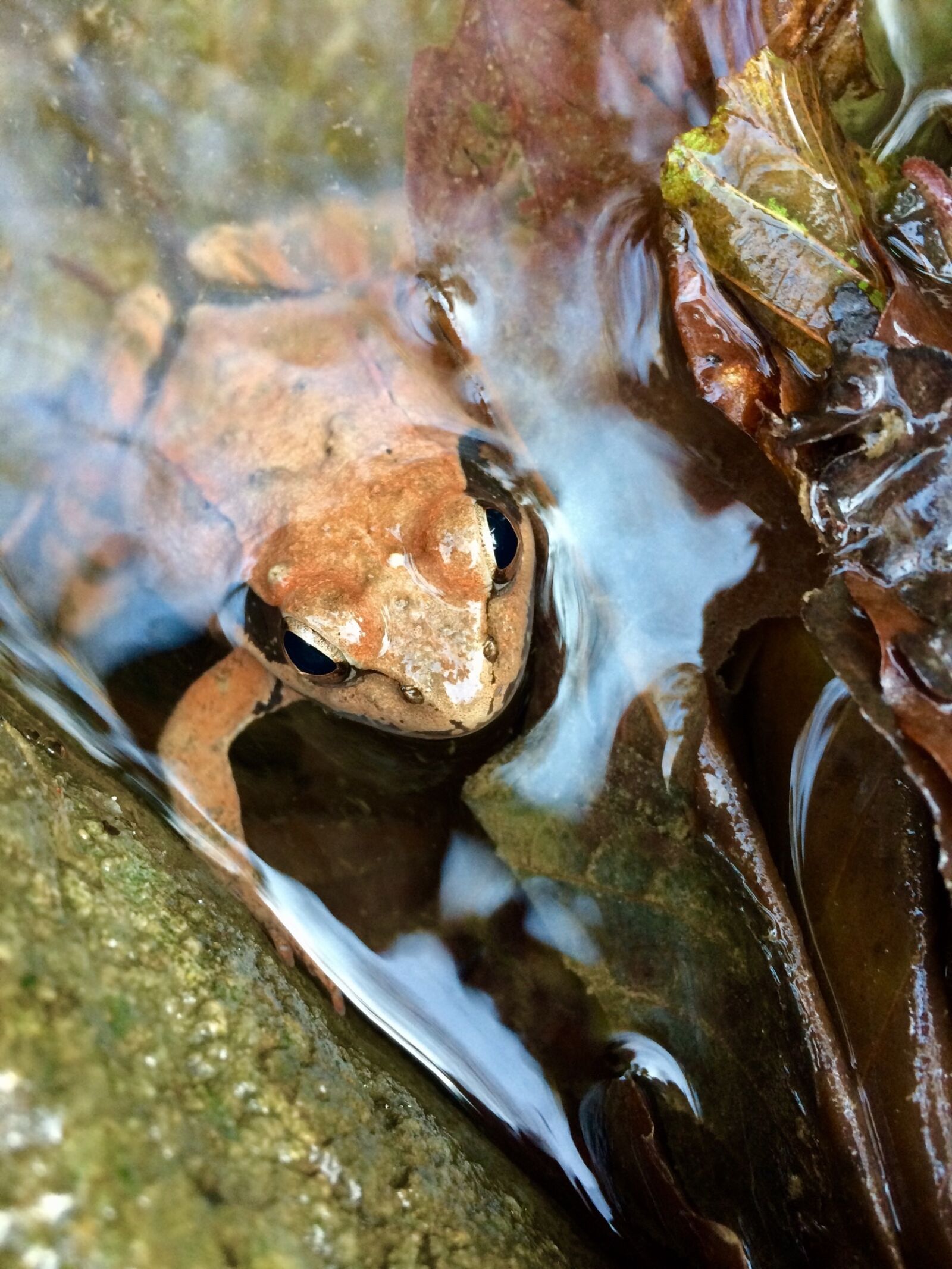 iPhone 5s back camera 4.15mm f/2.2 sample photo. Frog, nature, water photography
