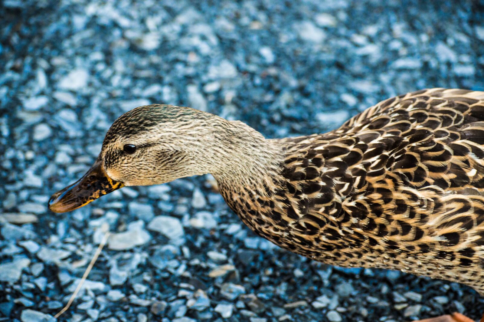 Nikon D3200 sample photo. Duck, animal, wild duck photography
