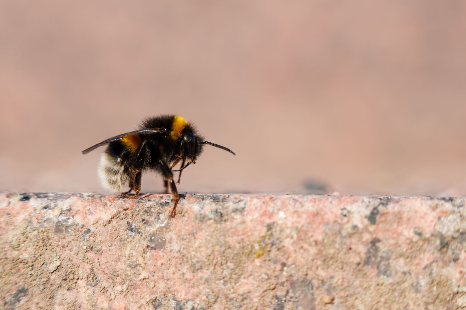 Sigma 28-105mm F2.8 DG DN | Art sample photo. Bumblebee resting photography
