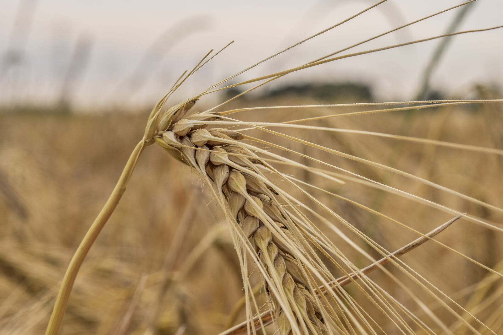 Nikon D3300 sample photo. Nature, cornfield, cereals photography