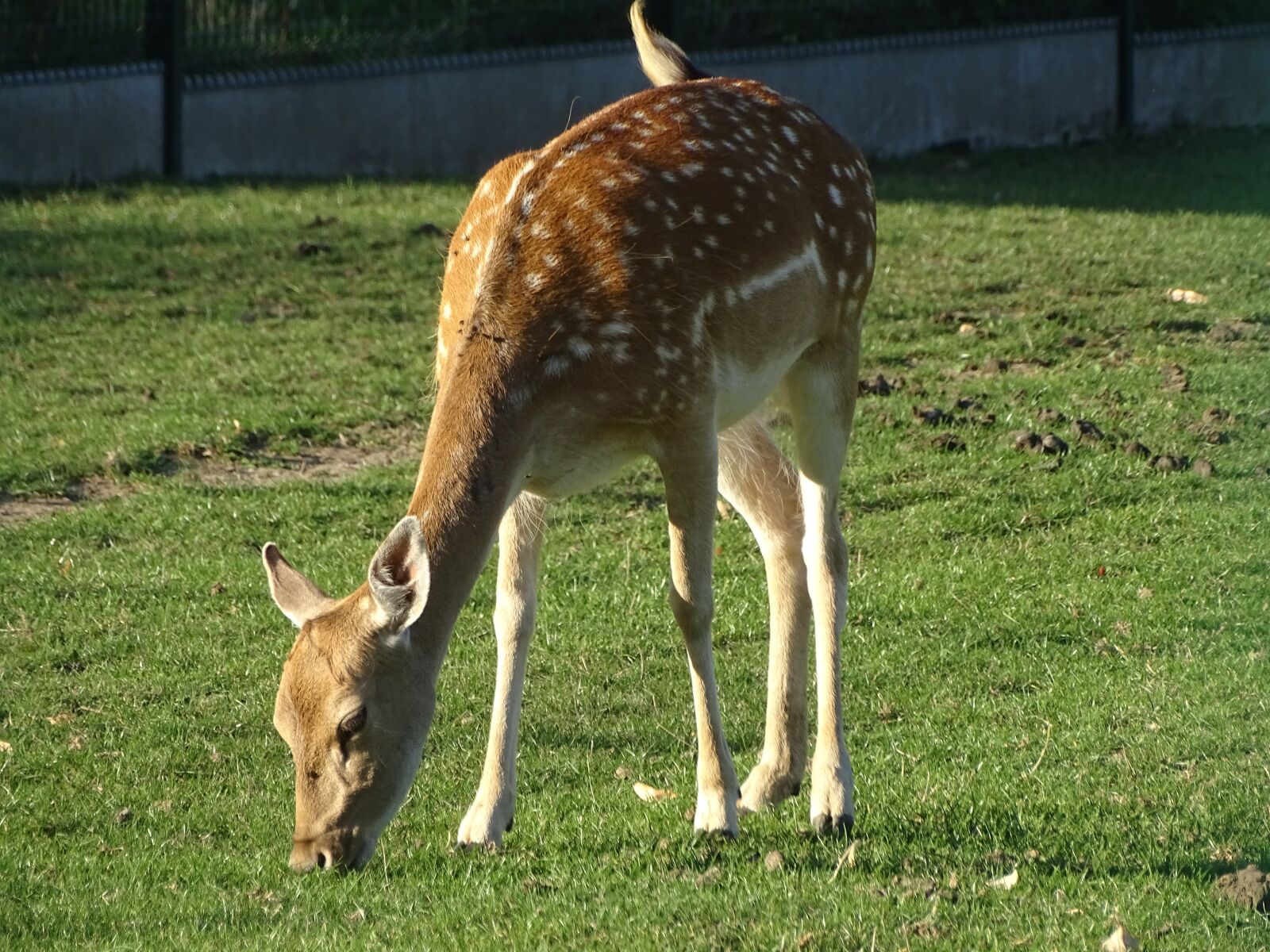Sony Cyber-shot DSC-HX400V sample photo. Suede, biche, nature photography