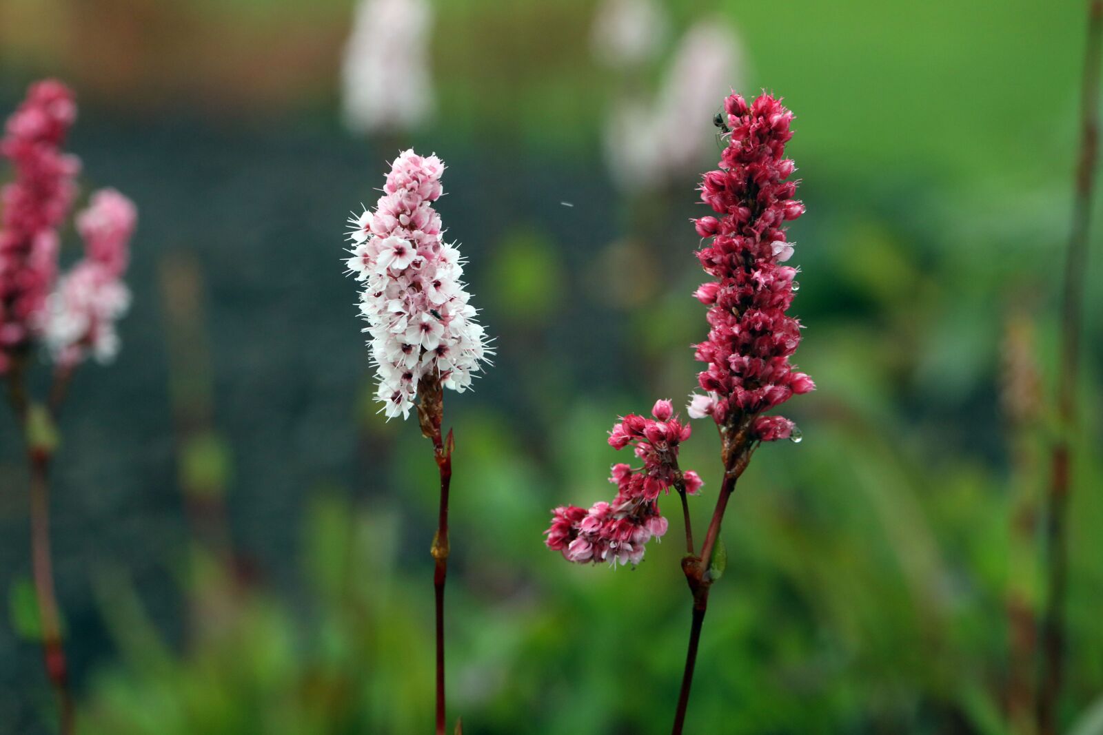 Canon EF 100mm F2.8L Macro IS USM sample photo. Pink, flower, nature photography