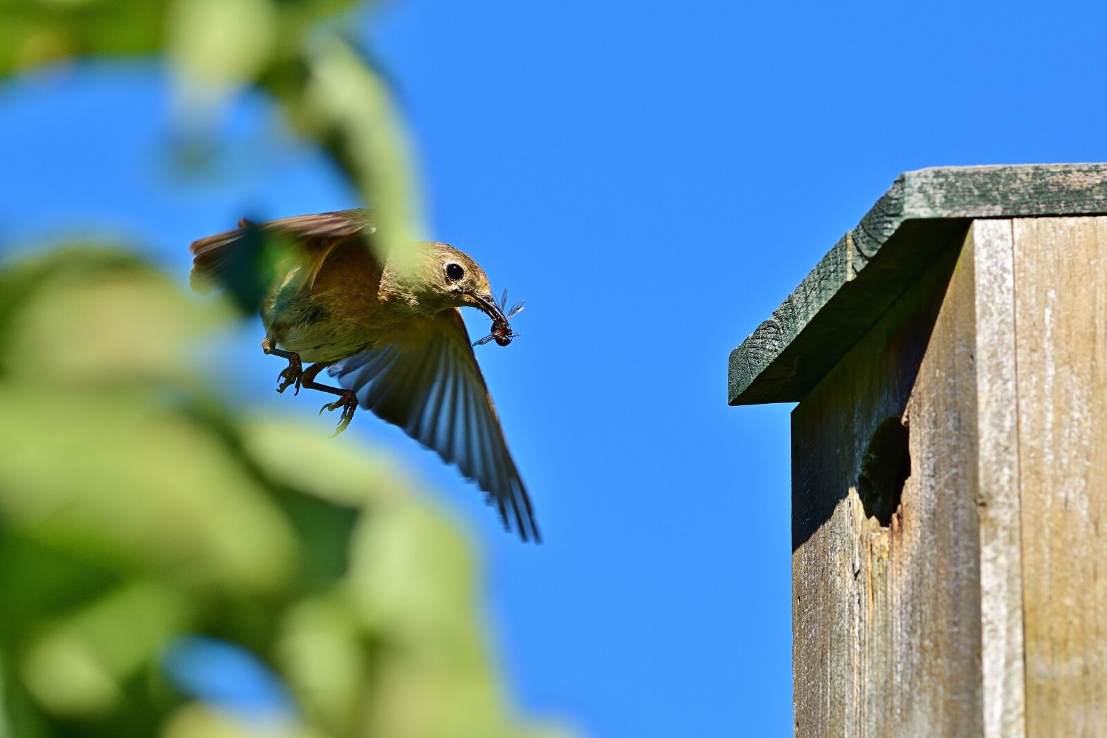 Nikon D5200 sample photo. Common redstart, bird, songbird photography