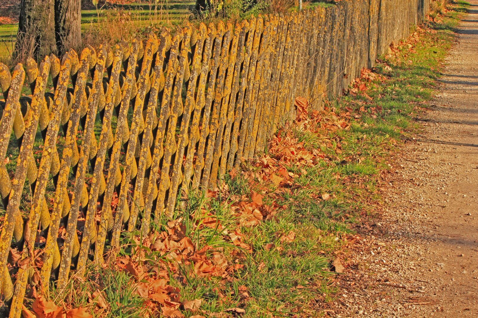 Canon EOS 550D (EOS Rebel T2i / EOS Kiss X4) sample photo. Autumn, abgewittert, sun game photography