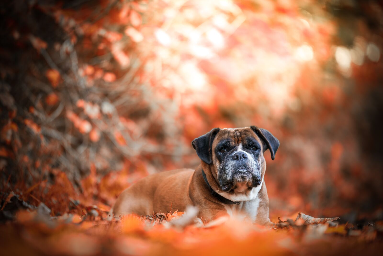 Nikon D750 sample photo. Autumn, dog, nature photography