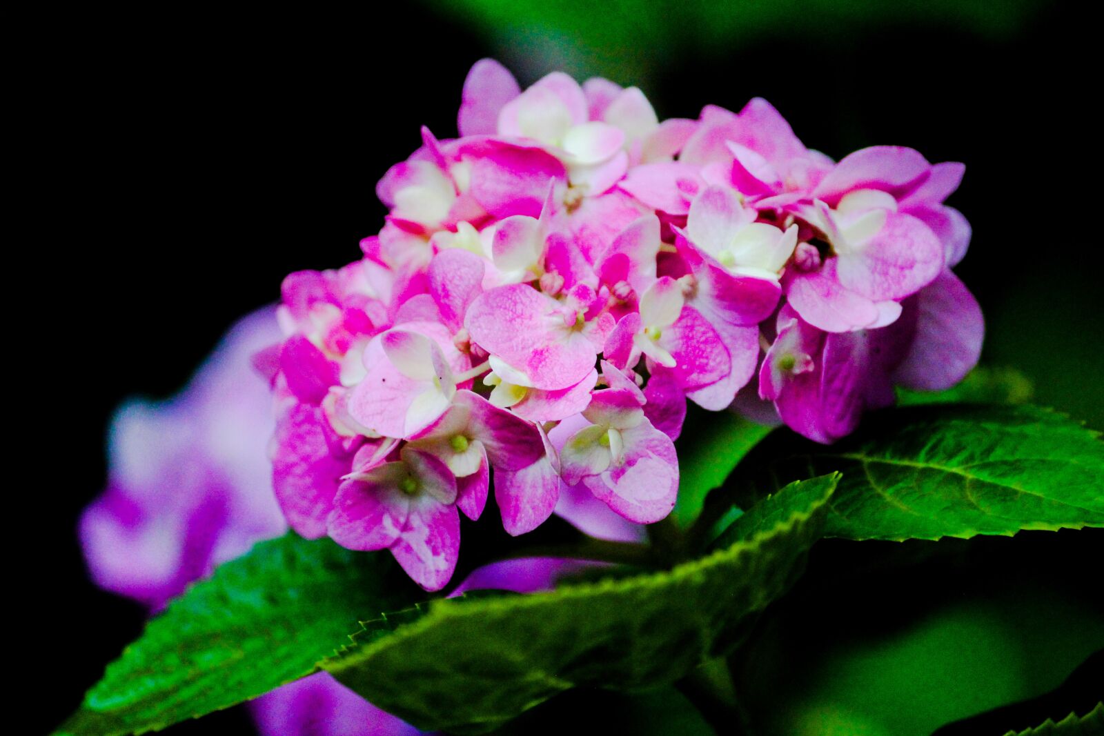 Canon EOS 1200D (EOS Rebel T5 / EOS Kiss X70 / EOS Hi) sample photo. Flower, green, garden photography