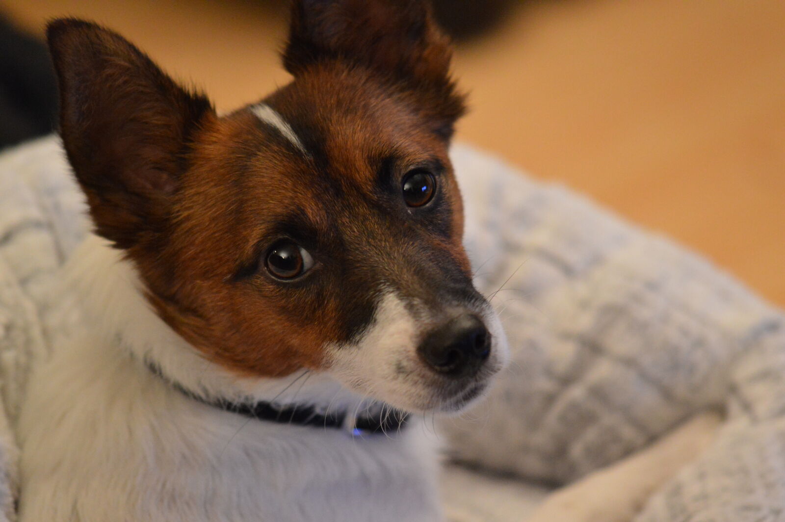 Sigma 105mm F2.8 EX DG OS HSM sample photo. Dog, jack, russell, portrait photography