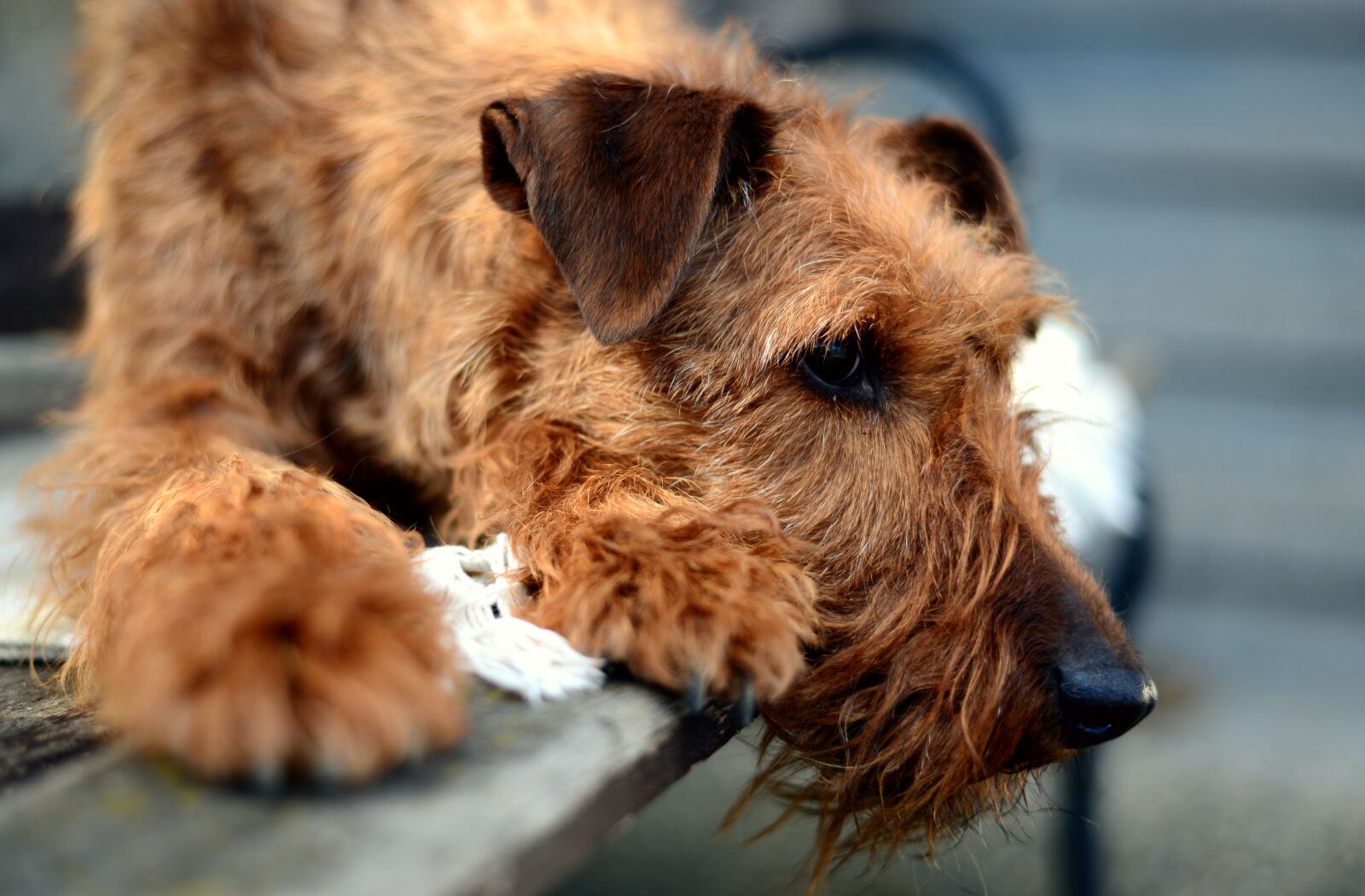 Nikon D610 sample photo. Dog, irish terrier, terrier photography