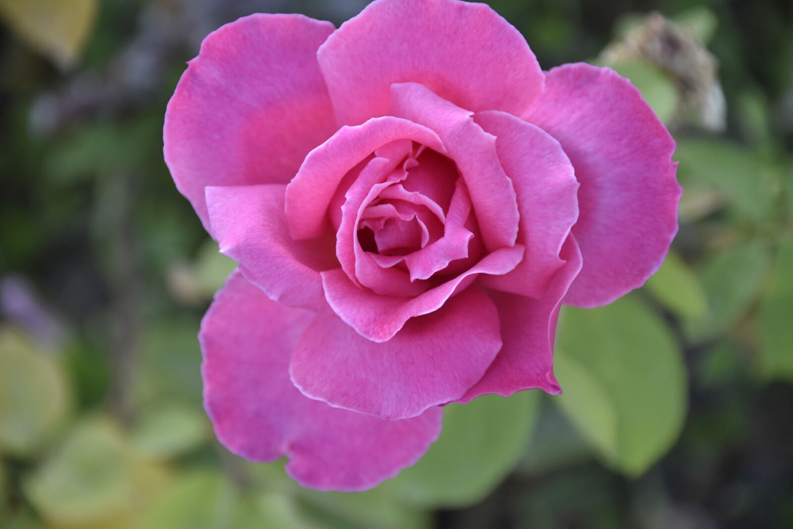 Nikon D5600 sample photo. Flower, pink, shrub photography