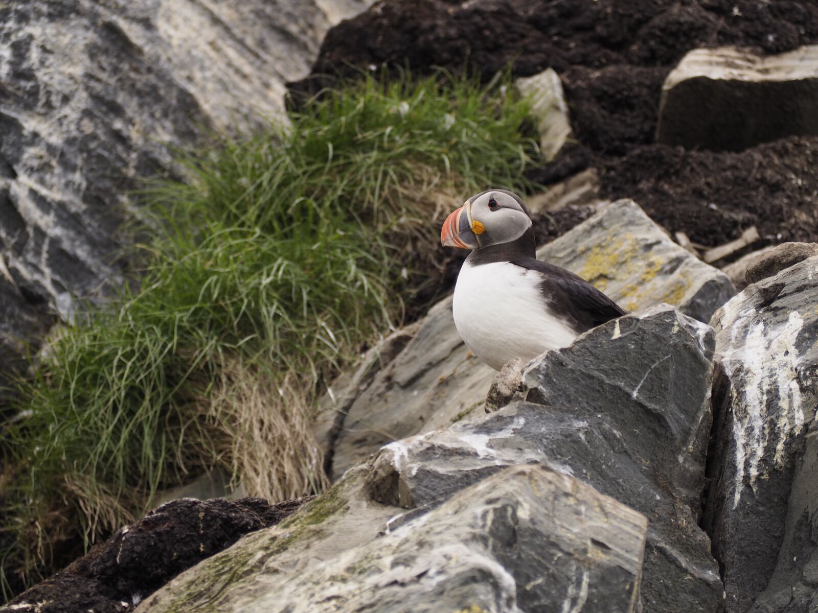 Olympus OM-D E-M10 sample photo. Penguin, bird, island photography