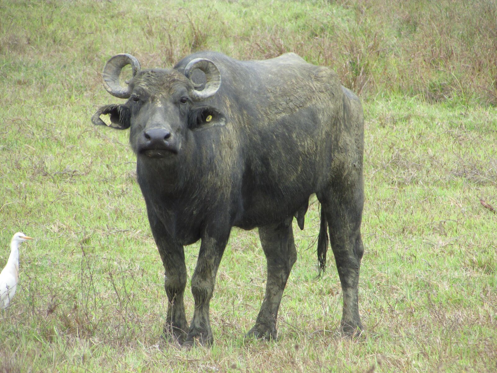 Canon PowerShot SX400 IS sample photo. Buffalo, animal, horns photography