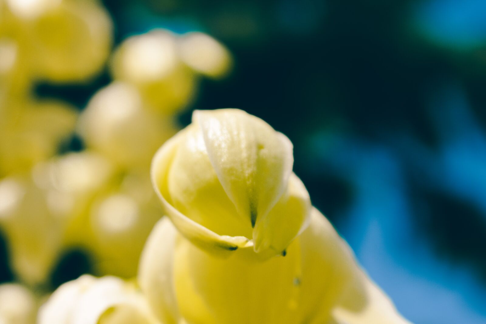 Nikon D5600 sample photo. Yellow flower, bloom, petals photography