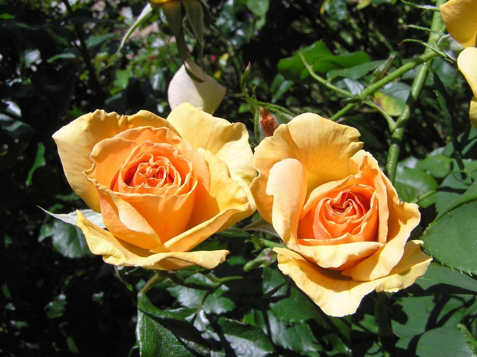 Olympus C750UZ sample photo. Flowers, roses, fragrant photography