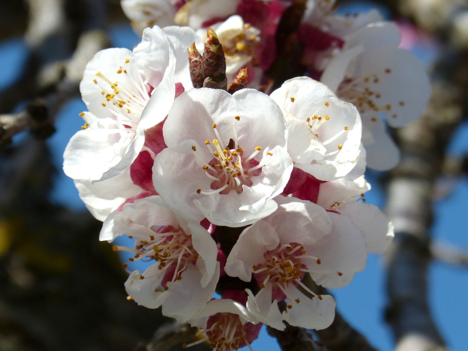 Panasonic DMC-FZ62 sample photo. Almond tree, flower, knob photography