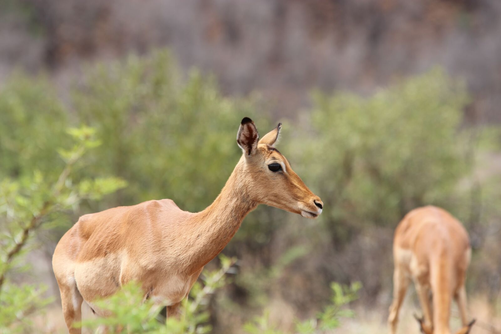 Canon EOS 600D (Rebel EOS T3i / EOS Kiss X5) sample photo. South africa, pilanesberg, national photography