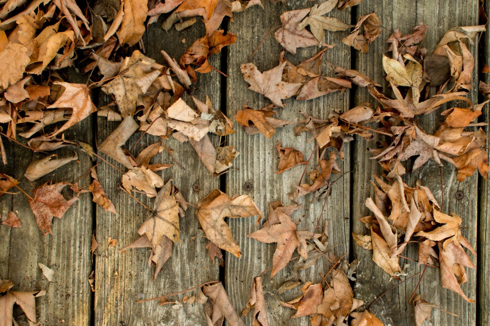Nikon D3300 sample photo. Nature, wood, tree photography