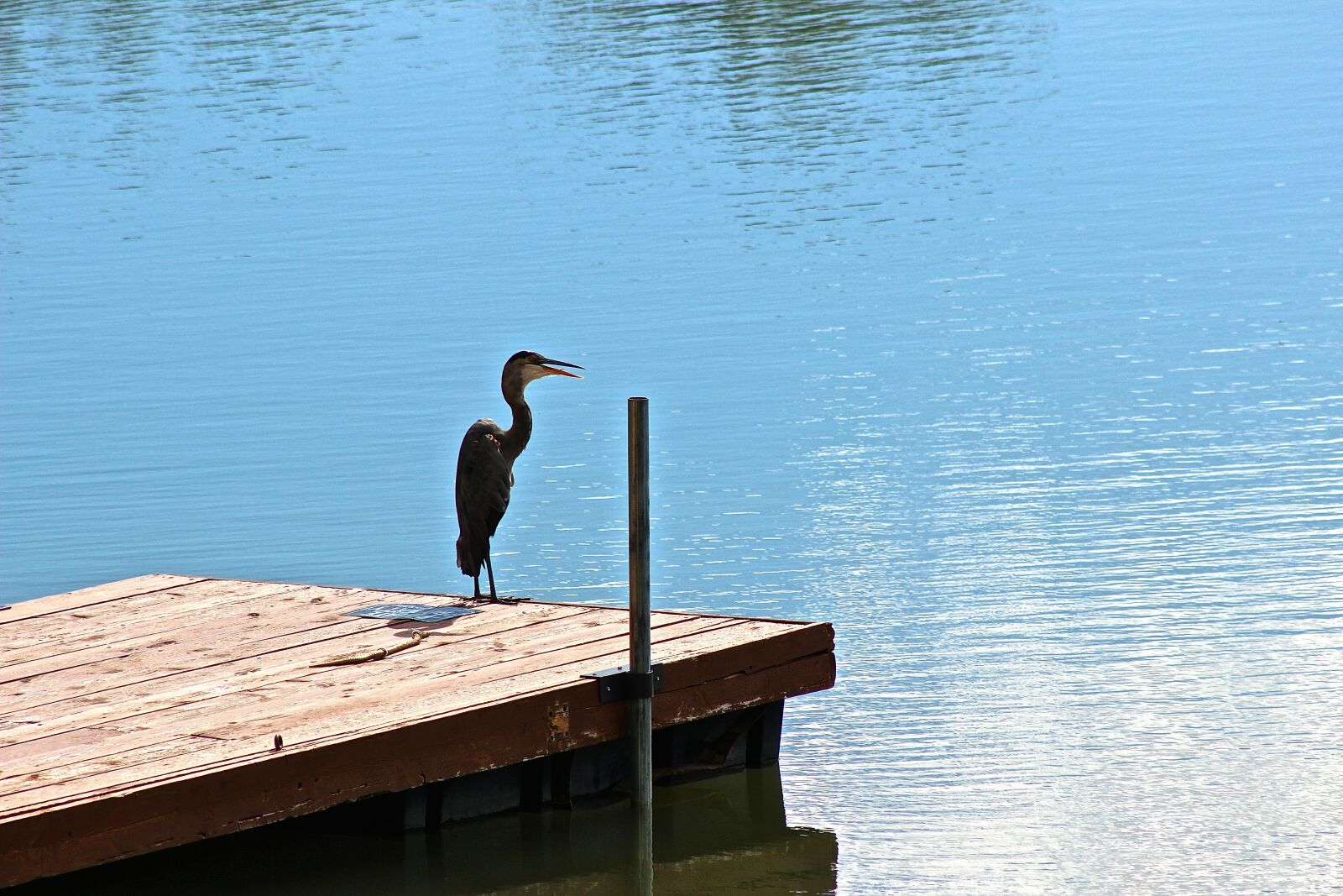 Canon EOS 600D (Rebel EOS T3i / EOS Kiss X5) + Canon EF 75-300mm f/4-5.6 sample photo. Animal, nature, lake photography