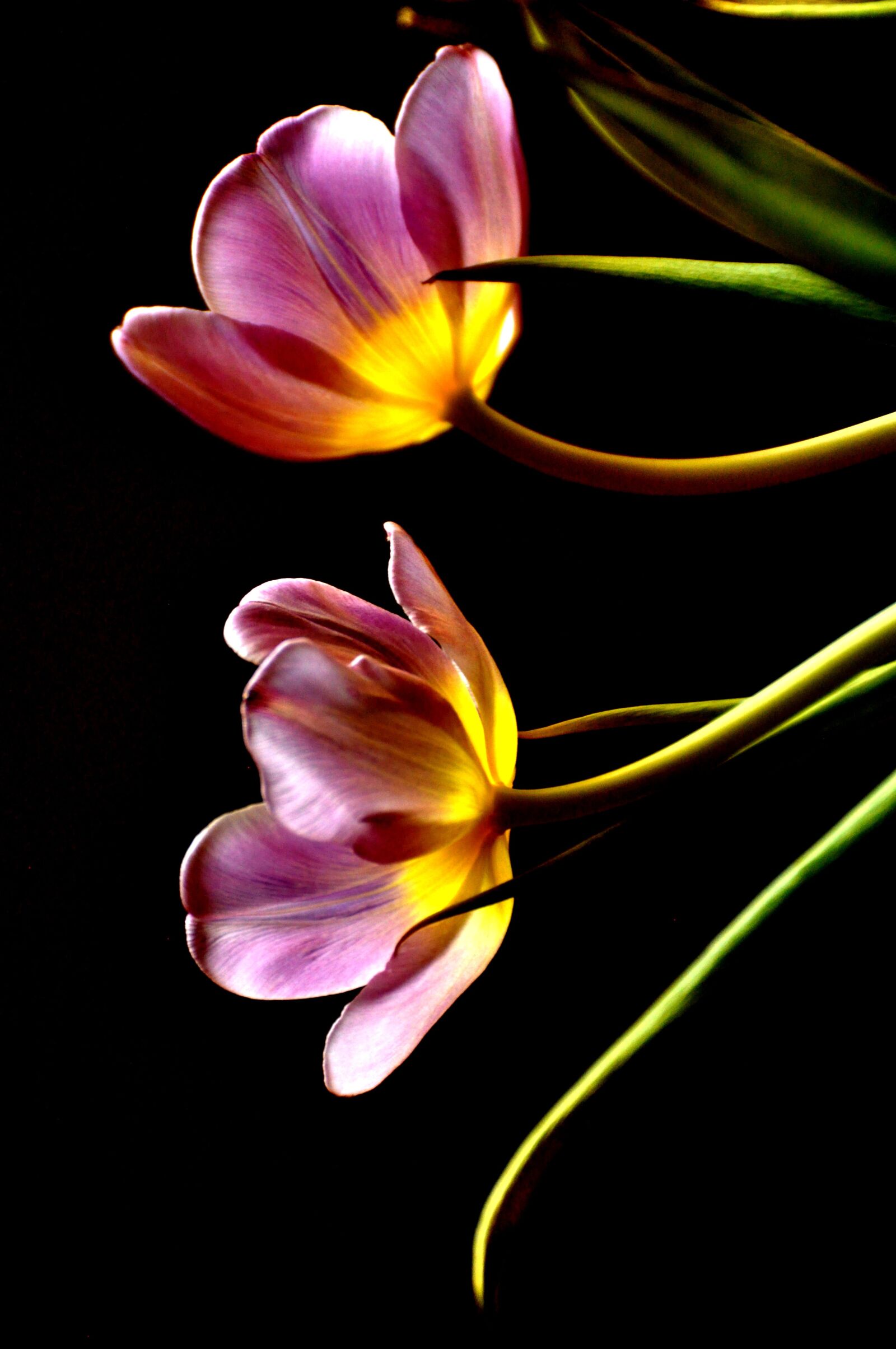 Nikon D90 sample photo. Tulips, flowers, pink photography