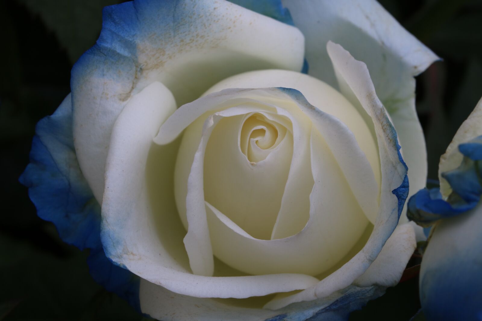 Canon EOS 750D (EOS Rebel T6i / EOS Kiss X8i) sample photo. Rose, rose festival, nature photography