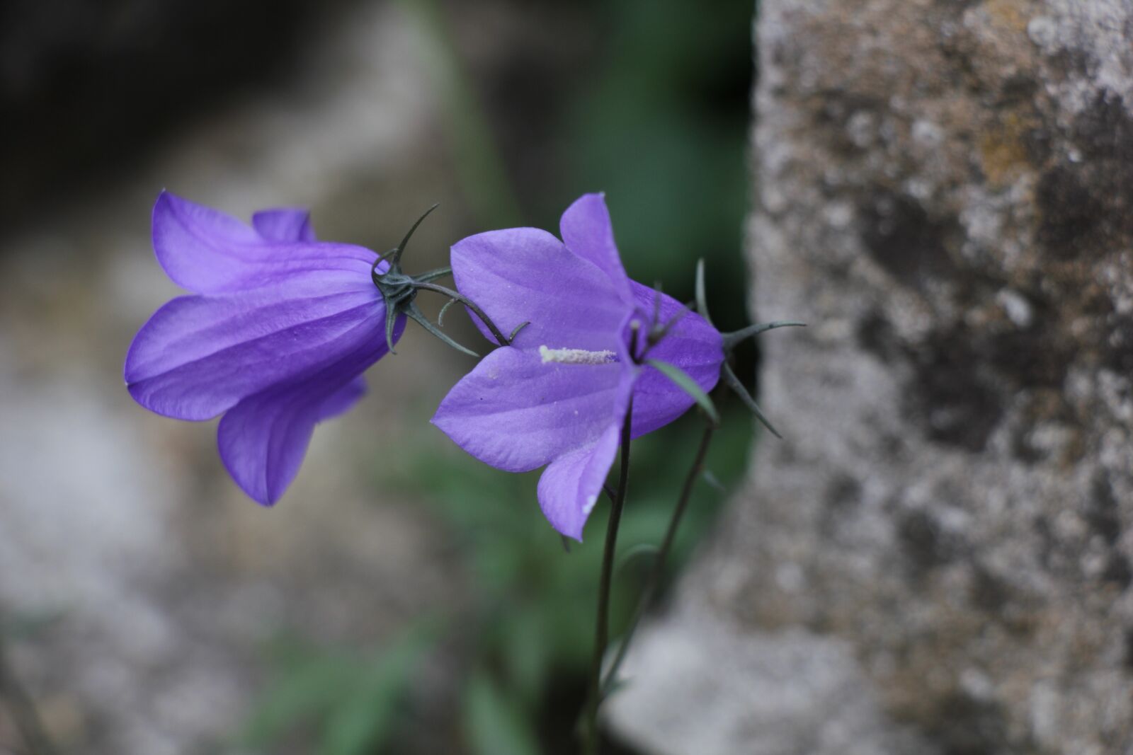 Canon EOS 550D (EOS Rebel T2i / EOS Kiss X4) sample photo. Bell, flowers, flora photography