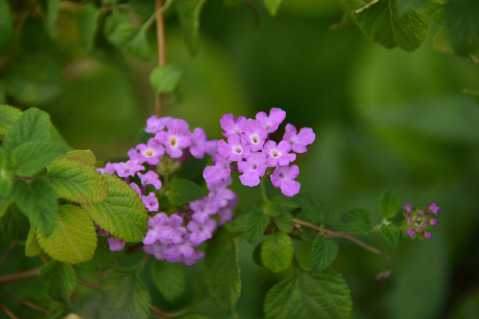 Nikon D7200 sample photo. Flower, the leaves, spike photography